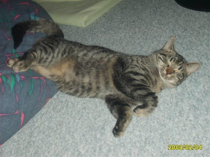 Huskat Losi (R.I.P) - Billede 13 af losi  billede 13