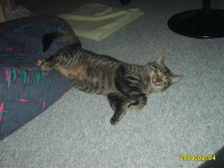 Huskat Losi (R.I.P) - Billede 14 af losi lægge og sove billede 14