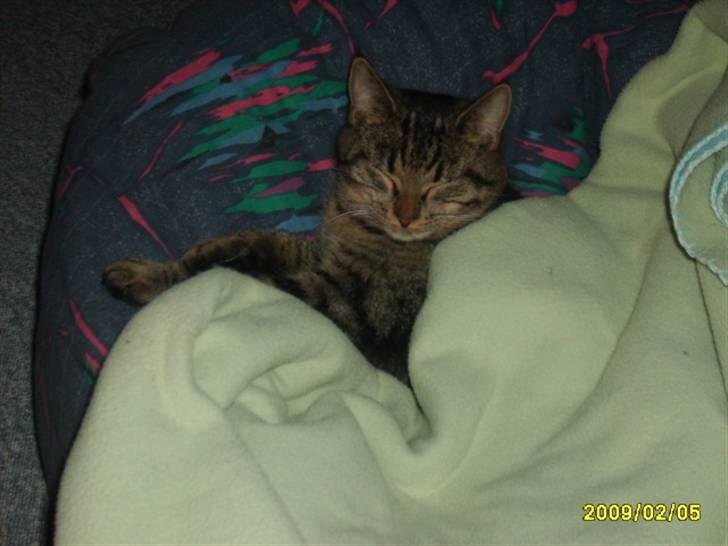 Huskat Losi (R.I.P) - Billede 15 af losi, billede 15