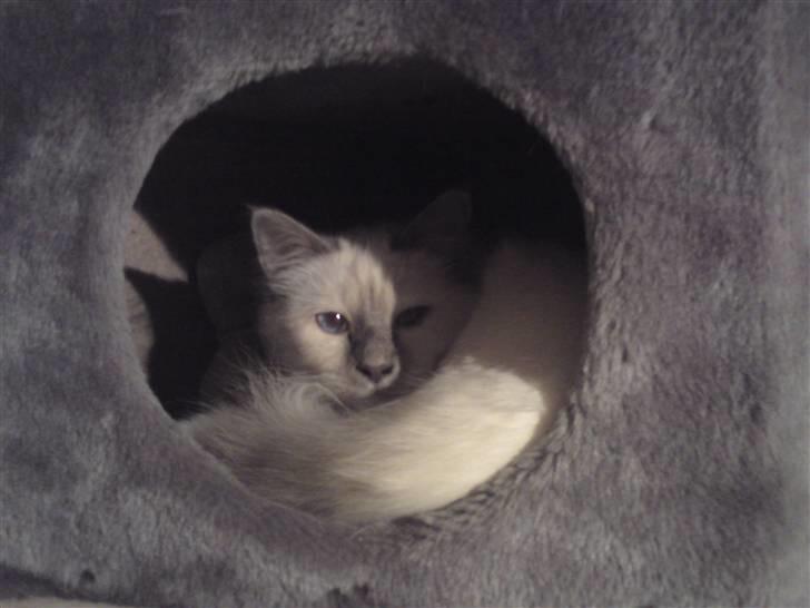 Hellig Birma Gandalf - Han elsker at ligge og hygge i sin lille hule... Og der skal meget kalden til, før han rejser sig derinde fra :) billede 2