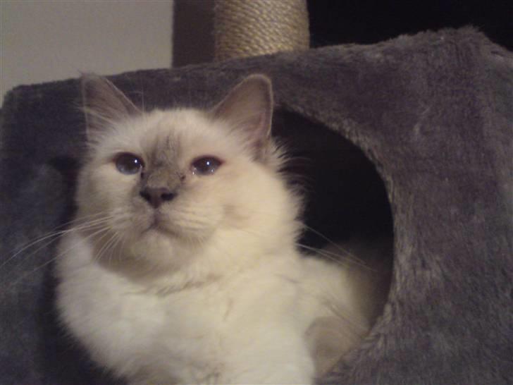 Hellig Birma Gandalf billede 3