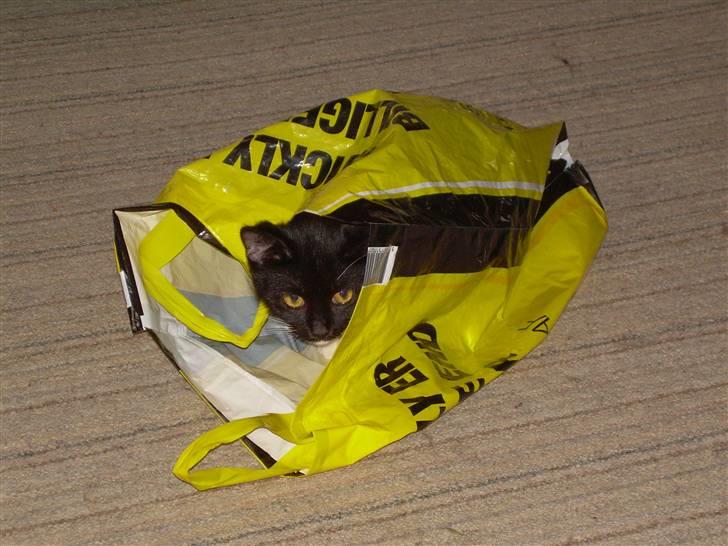 Huskat Pjevs - jeg har lige været ud og handle ;D billede 6