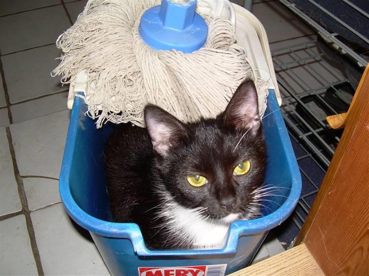 Huskat Pjevs - Jeg syntes lige der trængte til at blive vasket gulv? :D billede 7