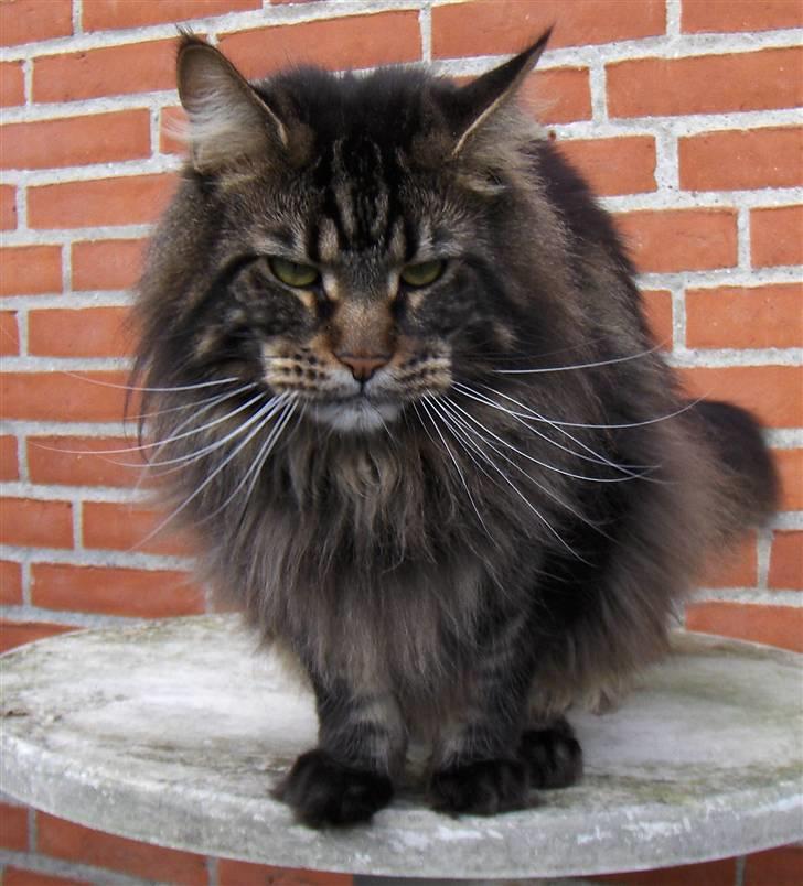 Maine Coon Red Line's Santee Sioux  billede 9