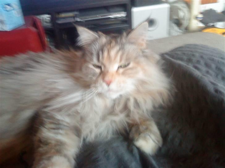 Maine Coon DK Udklittens Cindy billede 13