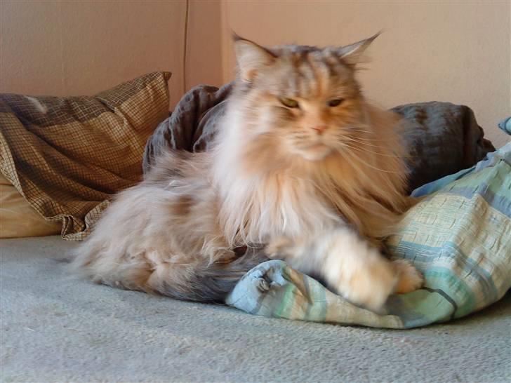 Maine Coon DK Udklittens Cindy billede 14