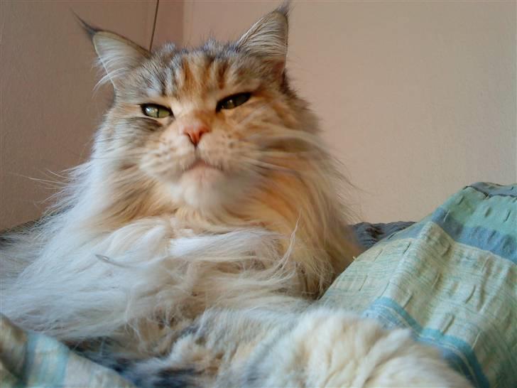 Maine Coon DK Udklittens Cindy billede 15