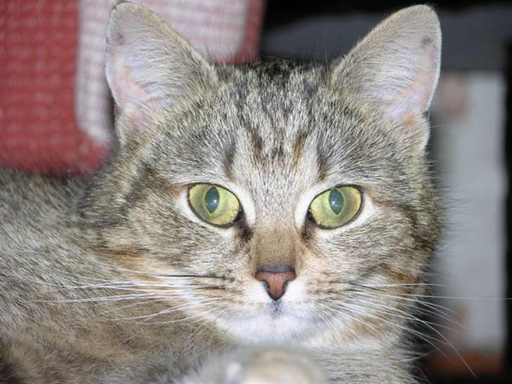 Huskat Adelina billede 1