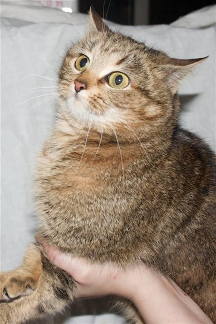 Huskat Adelina billede 2