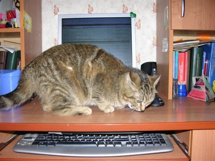 Huskat Adelina billede 3