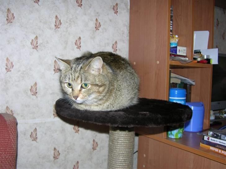 Huskat Adelina billede 4