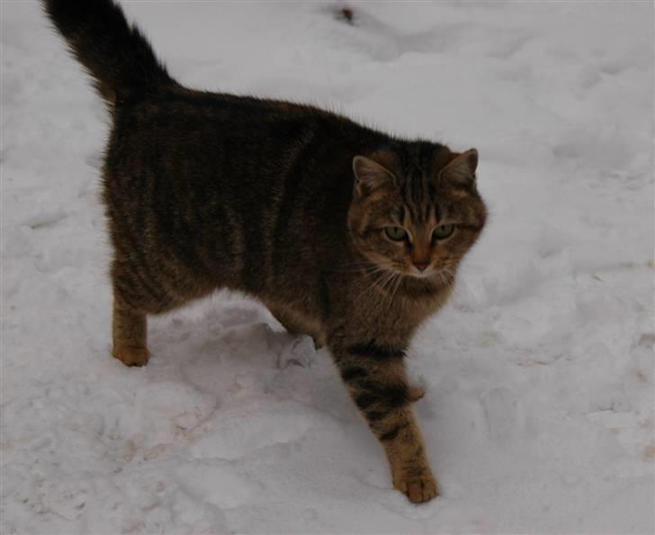 Huskat Adelina billede 5