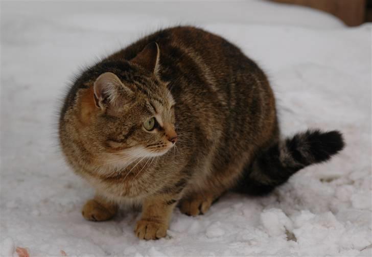 Huskat Adelina billede 6