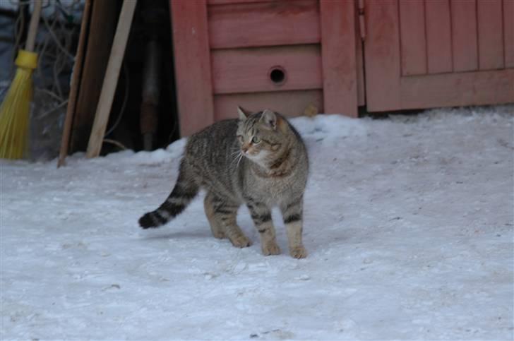 Huskat Adelina billede 7