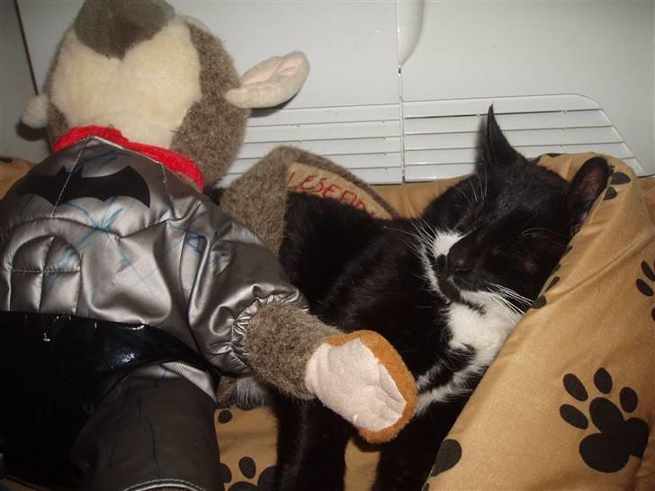 Huskat Simba<3 billede 2