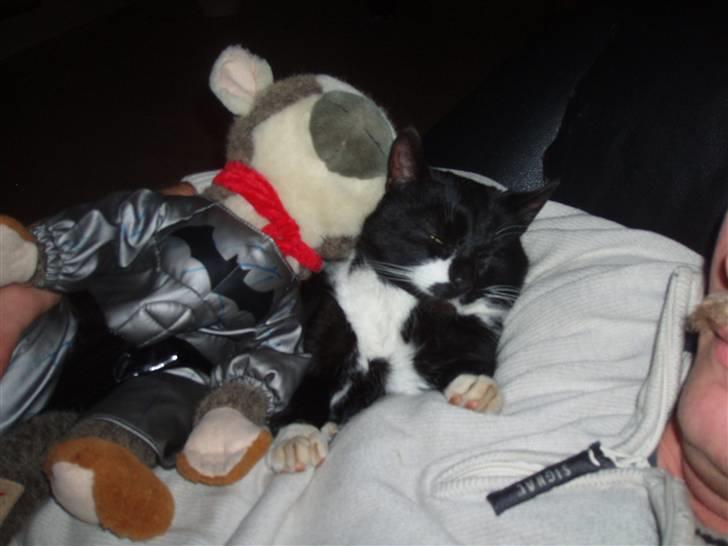 Huskat Simba<3 billede 3