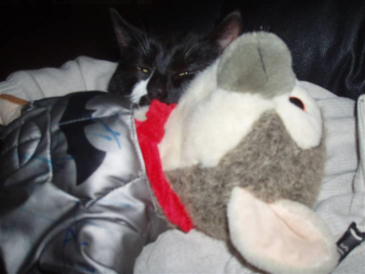 Huskat Simba<3 billede 4