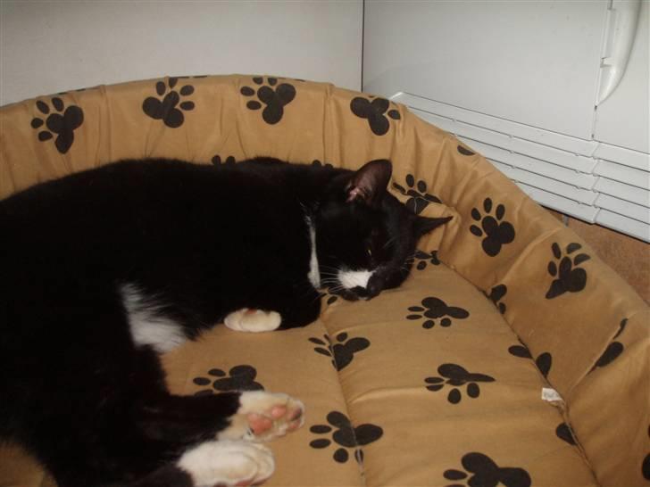 Huskat Simba<3 billede 5