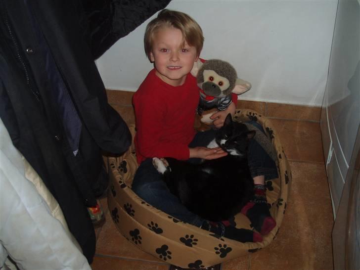 Huskat Simba<3 billede 6