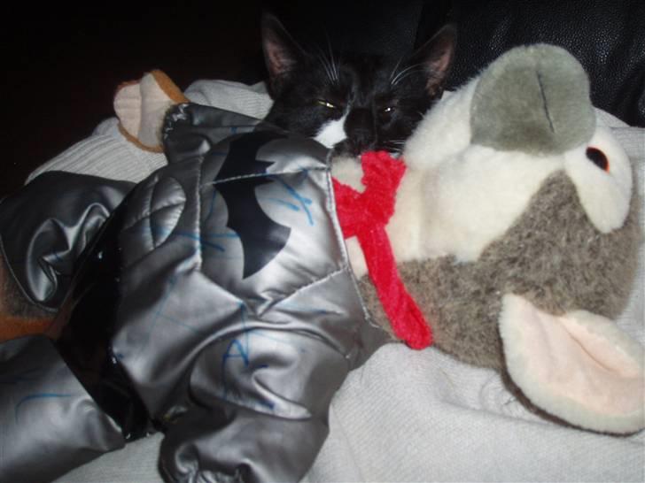 Huskat Simba<3 billede 7