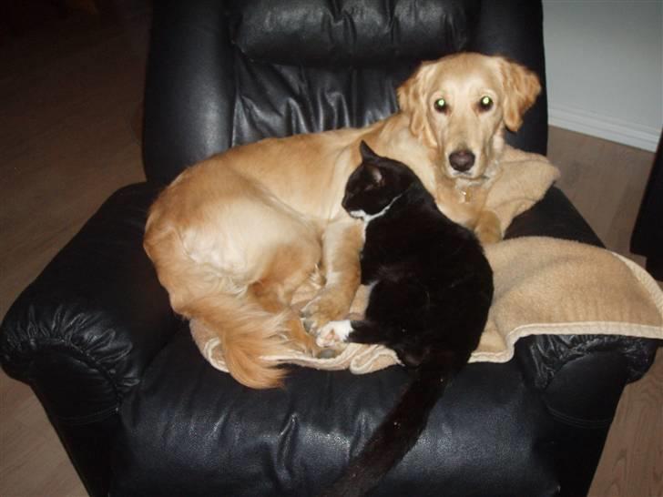 Huskat Simba<3 billede 9