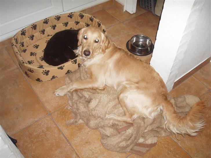 Huskat Simba<3 billede 10