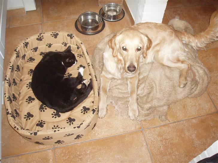 Huskat Simba<3 billede 11