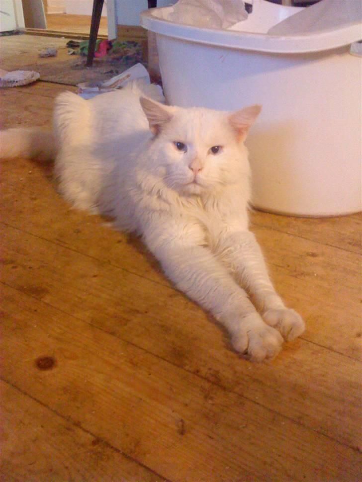 Maine Coon joey billede 20