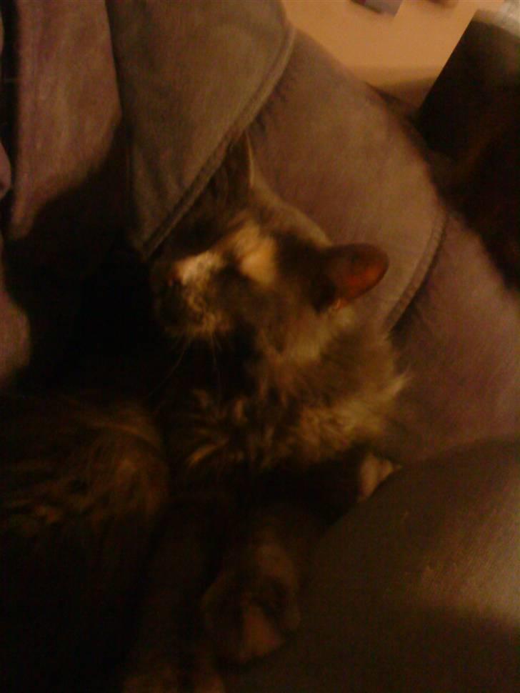 Maine Coon cleopetra / musse billede 7