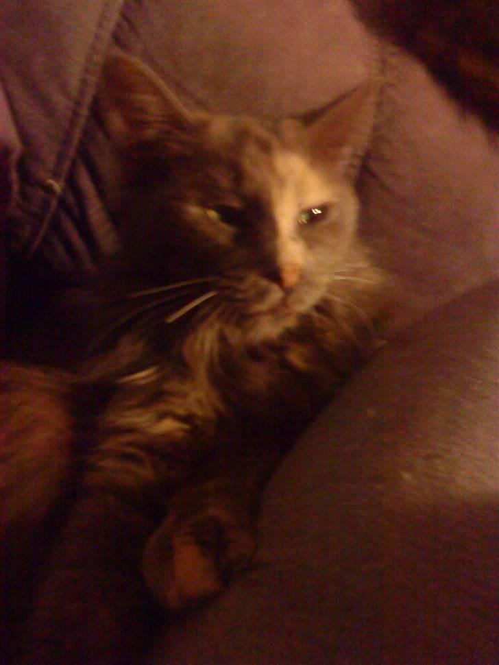 Maine Coon cleopetra / musse billede 8