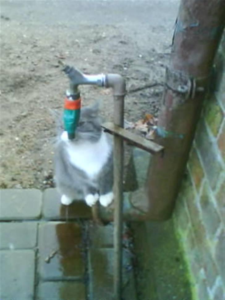 Huskat Snowie billede 16