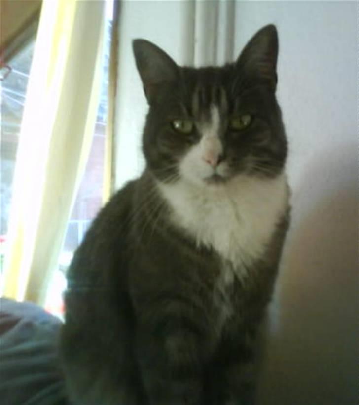 Huskat Snowie billede 17