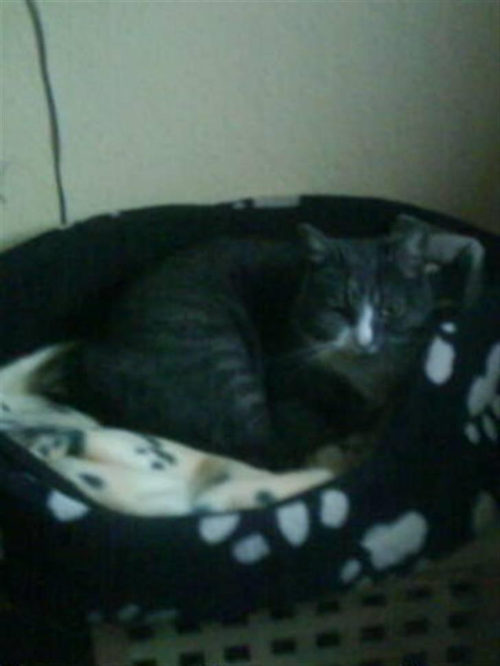 Huskat Snowie billede 18