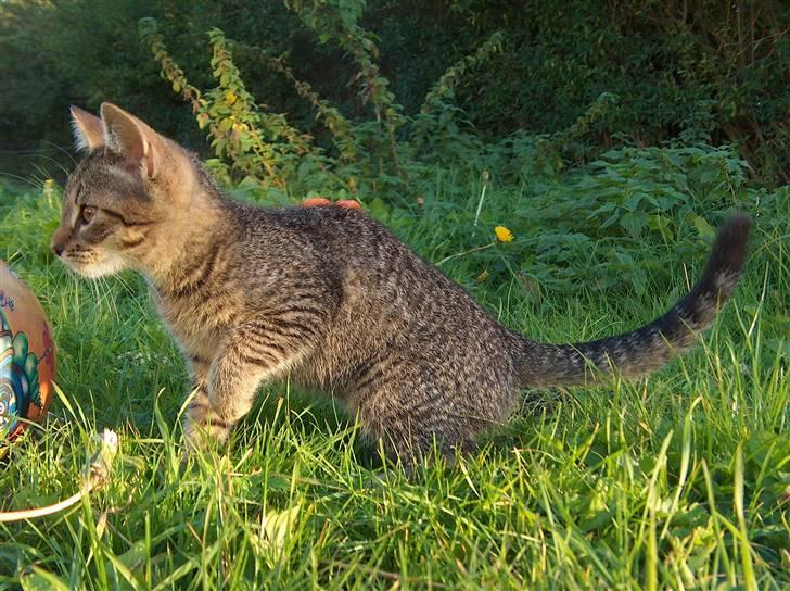 Huskat Solaima - Hvad er dog det jeg har fået øje på ? .. :¤) billede 1