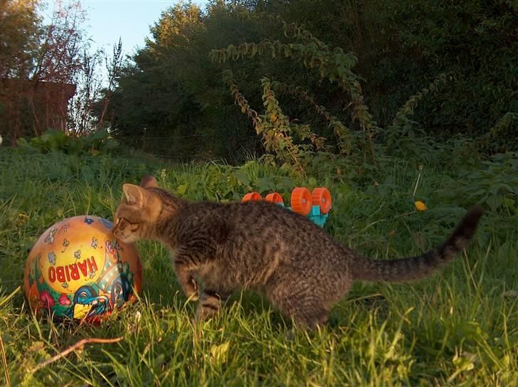 Huskat Solaima - Mon det er noget man kan spise ? det lugter jo lidt godt.... :¤) billede 2