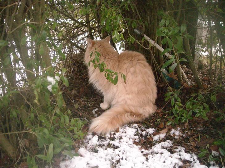 Maine Coon DK Nakipa`s Obsession billede 12