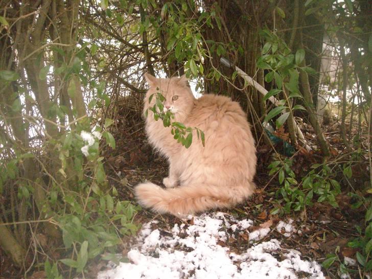 Maine Coon DK Nakipa`s Obsession billede 13