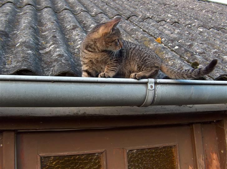 Huskat Solaima - Hmm, hvordan mon jeg kommer tilbage igen... billede 4