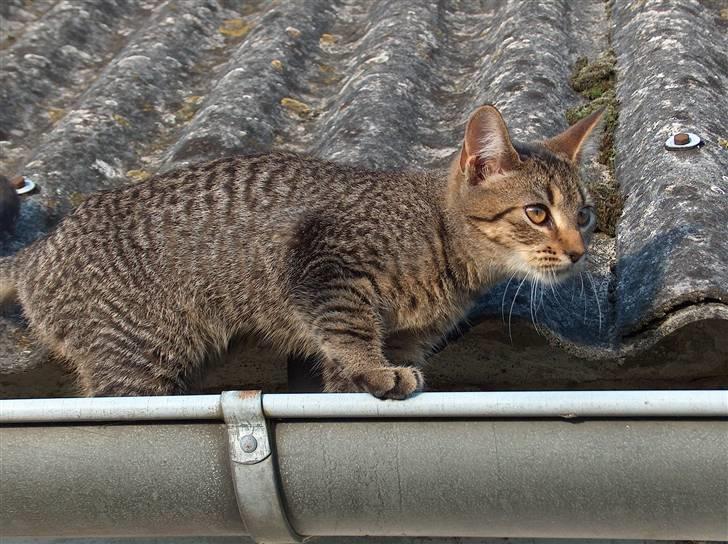 Huskat Solaima - Og ned igen...  billede 5