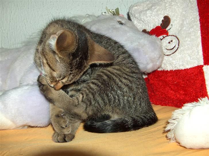 Huskat Solaima - Må helle vaske mig lidt inden jeg putter mig i sengen... :¤) billede 6