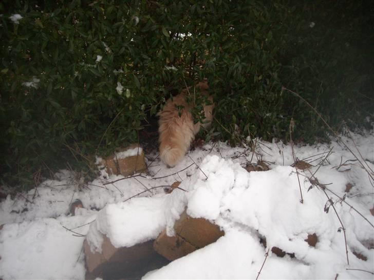 Maine Coon DK Nakipa`s Obsession - Hovr skal du hen Obsession??? billede 14