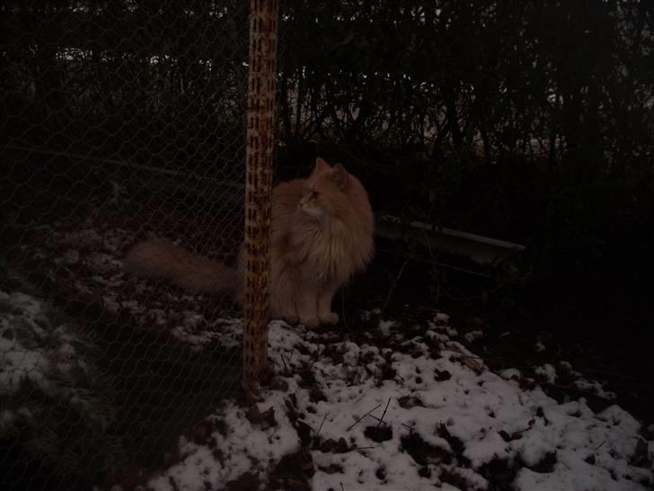 Maine Coon DK Nakipa`s Obsession billede 15