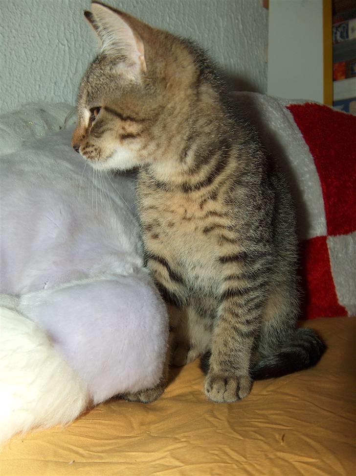 Huskat Solaima - Hvor mon der er en god plads jeg kan ligge...  billede 7