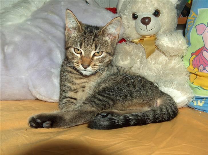 Huskat Solaima - Er du snart færdig med de billeder... :¤) billede 8