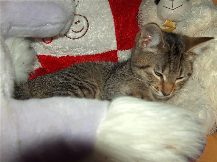 Huskat Solaima - Her er dejligt blødt...  billede 9