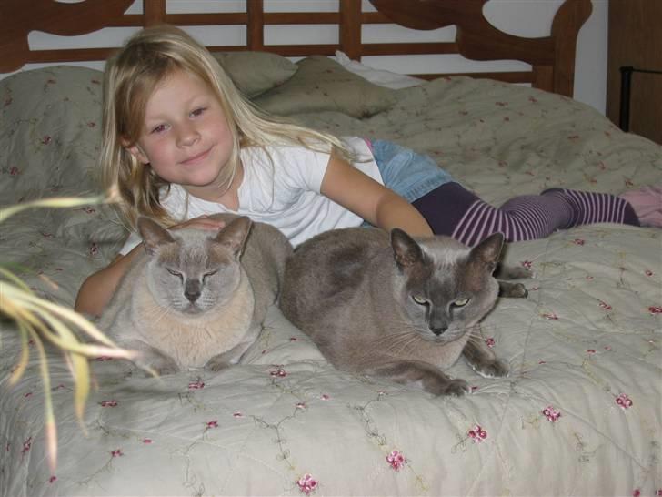 Burmeser Barney Boy (kalle) DØD :( - Velkommen til Kalle´s profil ;) Her er det min søster, Kalle (lilla) & Victor (blå) billede 1