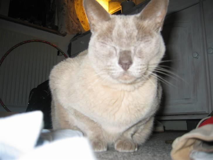 Burmeser Barney Boy (kalle) DØD :( - Min skaat ;* billede 2