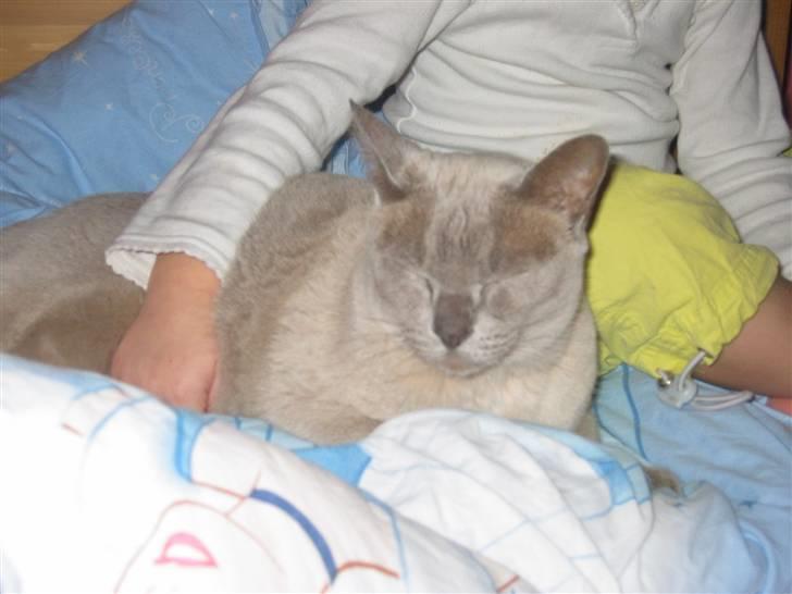 Burmeser Barney Boy (kalle) DØD :( - Det er så mærkeligt at du ikke er her i hverdagen ? Var parat til at ofre ALT for at du blev rask ... billede 3