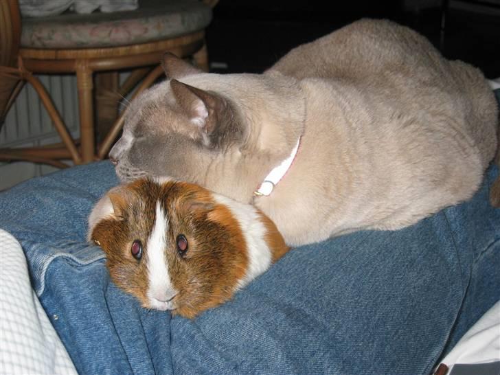 Burmeser Barney Boy (kalle) DØD :( - Kalle & Sisse ;) Rædselsslagne Sisse, men tilsidst nød hun det , sig IKKE min kat er et rovdyr d: billede 4