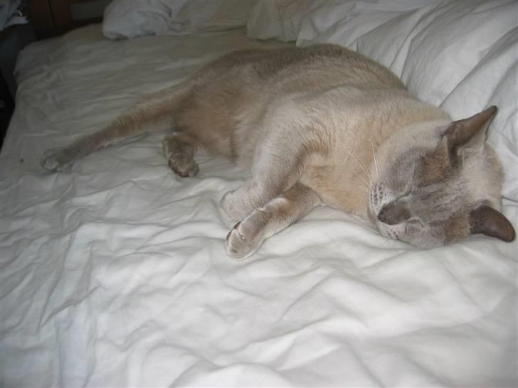 Burmeser Barney Boy (kalle) DØD :( - ILU <3 billede 5